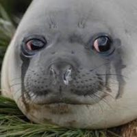 TheCryingSeal