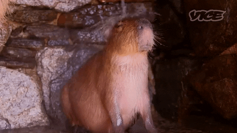 DrunkCapybaraa