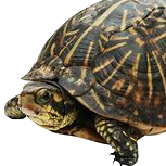 Turtleofthewoods