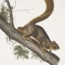 critter