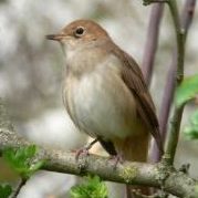 Nightingale