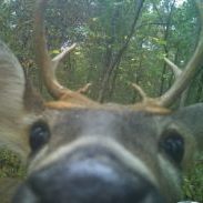 Deer__