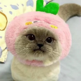 Pintape
