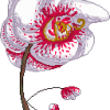 Crescendilim