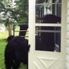 llama_at_te_door